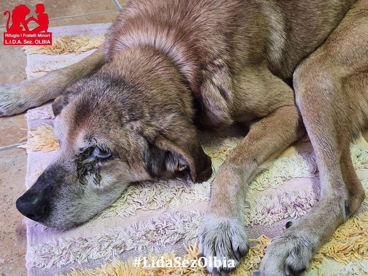 Lida sez. Olbia ODV tweet media