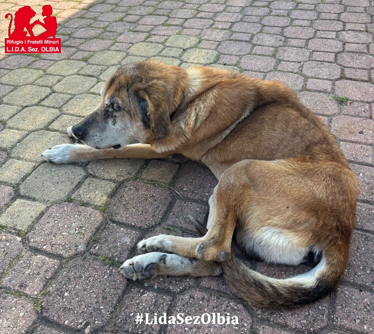 Lida sez. Olbia ODV tweet media