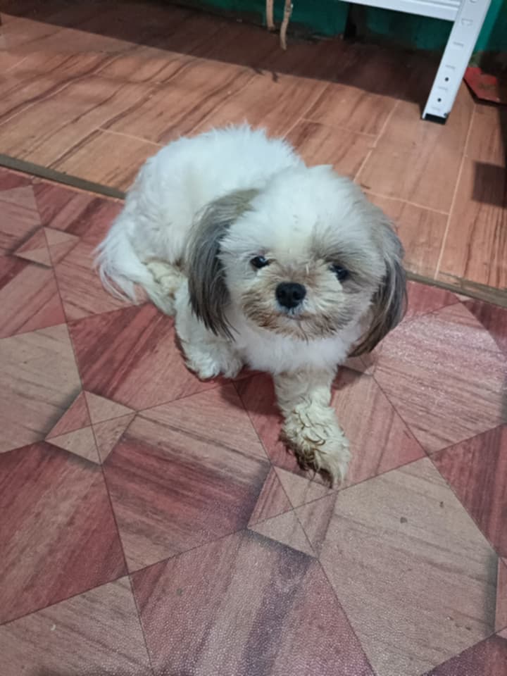 TeacupPh's tweet image. Good morning Everyone. Jnr wishes you all a Happy Monday &amp;amp; a Great week ahead. So now we're having a food crisis here to add to the fuel problems. High costs and delays and losses. Terrible situation here. Take care. Teacups family.xx 🇵🇭🐶❤️💗😍🥰🙂👍
#dogs #dogsofX #mondayvibe
