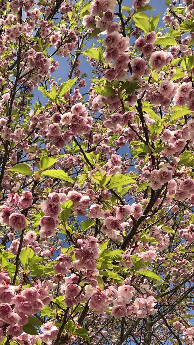 大和定寿 tweet media