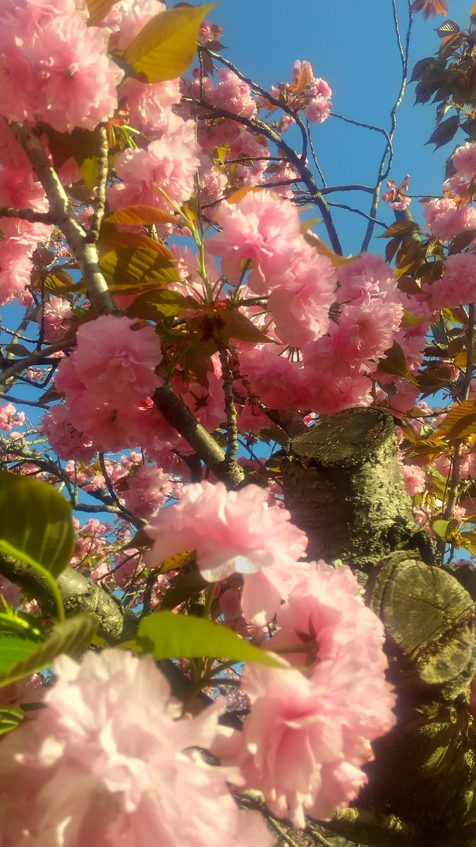 すいとち tweet media