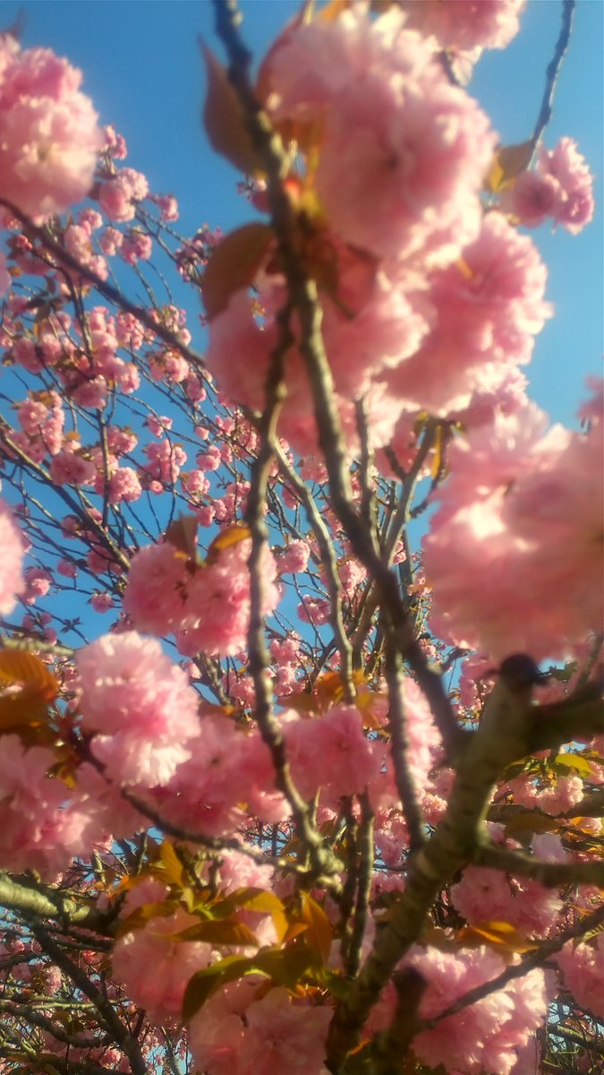 すいとち tweet media