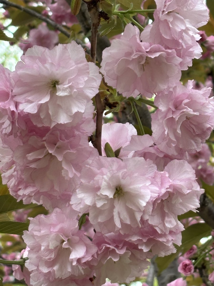 おはようございます🐣🐥

カンザン(関山)💕✨

　八重桜の代表格で　入学卒業シーズンに咲く事や上品な見た目から　知的な花言葉がついています
(豊かな教養)  (理知に富んだ教育)

      皆様　よい一日を✨🌹