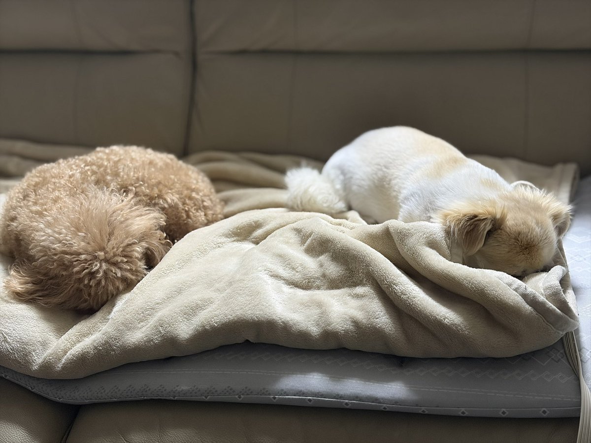 SFC代表 tweet media