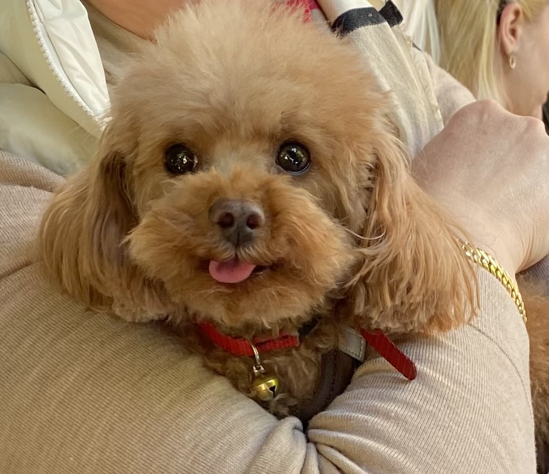 dukidukicas's tweet photo. Šišali smo se juče🤗🐶🤣 https://t.co/3lv252vDbV