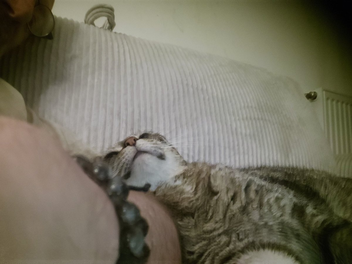 Don Grizzly Modeste tweet media