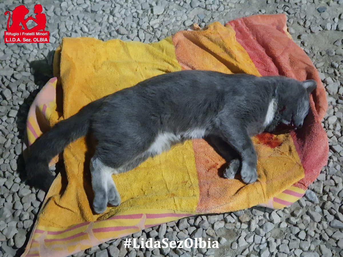Lida sez. Olbia ODV tweet media