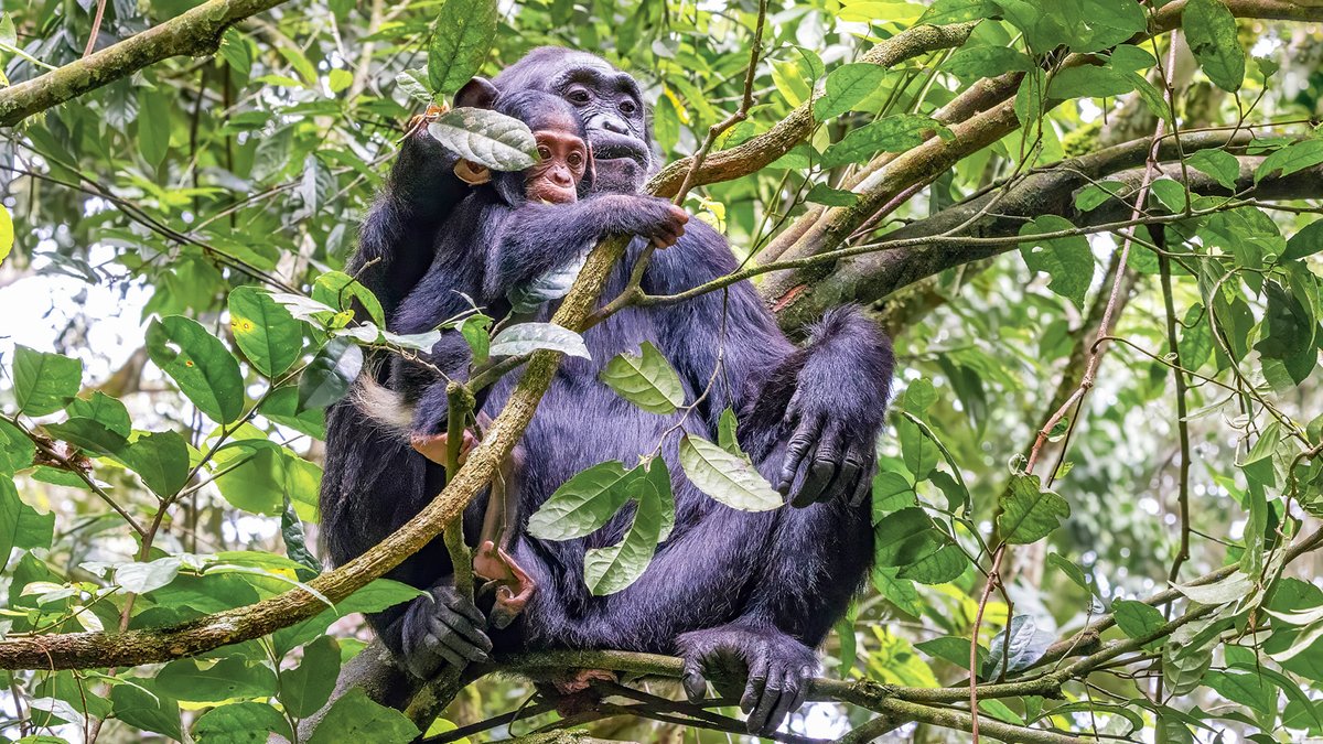 GlobalDWeds's tweet photo. 🦍 Africa Safari + Zanzibar 🌴

14 days through Uganda + Tanzania:
✨ Gorilla trekking
✨ Chimpanzees
✨ Safari game drives
✨ All-inclusive in Zanzibar

✈️ Flights from Calgary INCLUDED

💰 $18,296 CAD (2 adults)

💳 Payment plan available

🔗 https://t.co/NJGsCVPvm2

⚠️ Pricing subject to change

📩 For USD pricing or alternate dates:
 angela@globaldestinationweddings.com