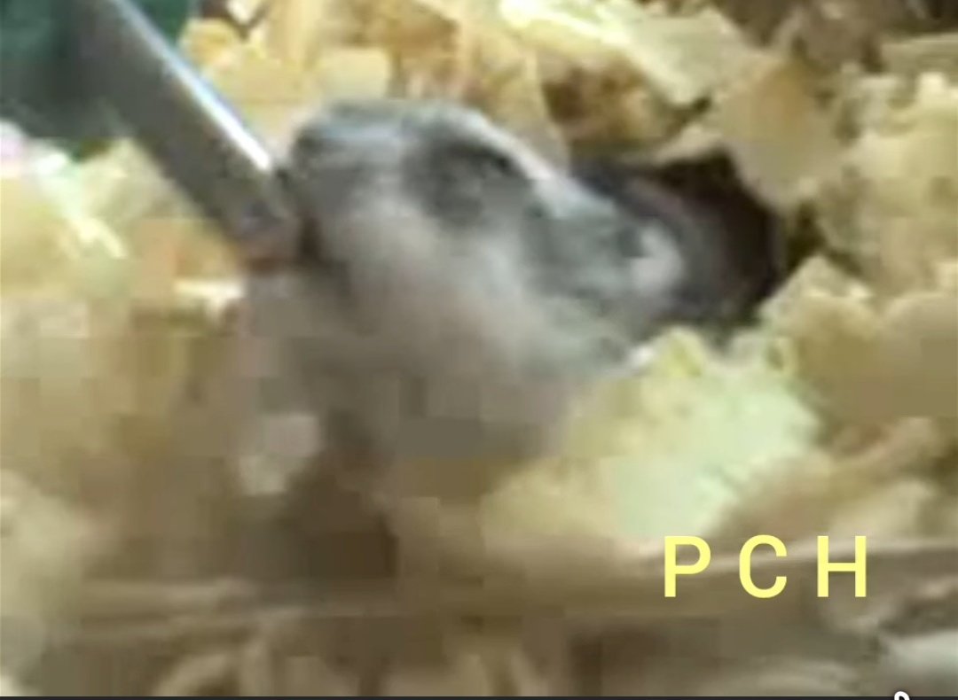 LoveCrosStitch's tweet image. New reel upload on facebook
Itsy Pie Russian Dwarf Hamster
facebook.com/share/v/1H5yeY…

#catsoffacebook #catsofinstagram #oreocat #pets #charlie #angel #chunky #buffy #suki #daisy #dazman #muffin #luka