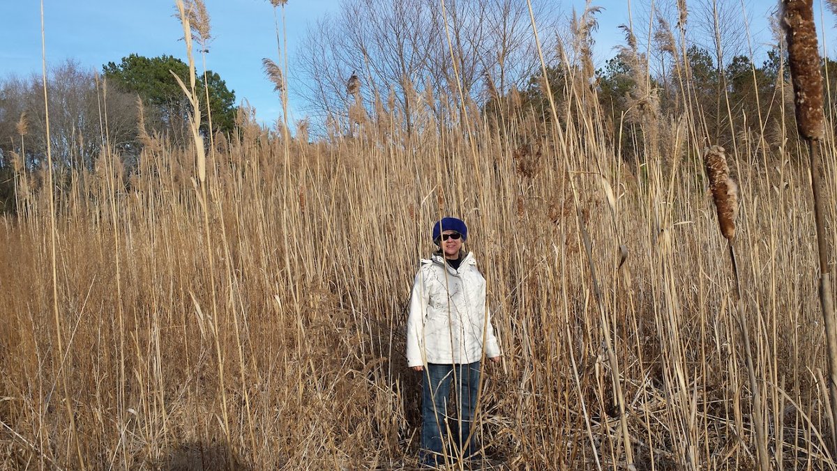 AdvancedBiofuel's tweet photo. #AdvancedBiofuels #EarthMonth #RenewableFuels #pumps #particulates #peakoil #pennycress #perennialgrasses #phragmites #photosynthesis #powertoX https://t.co/2VoCgvgxU5