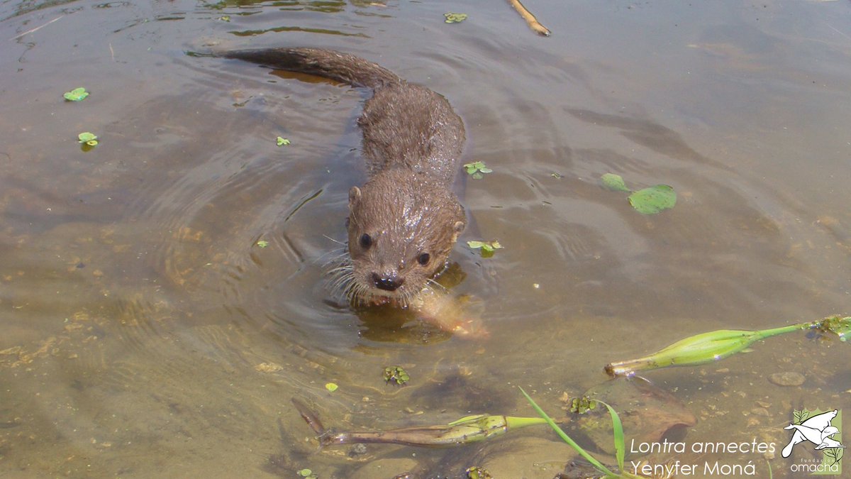 MinAmbiente Colombia tweet media