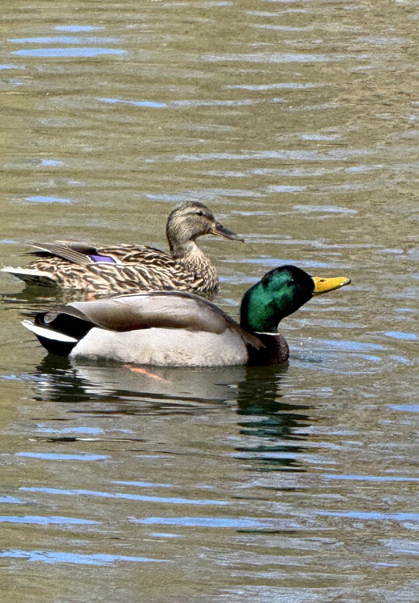 ngabe's tweet photo. @Above96th Central Park mallards during our visit last weekend. We had gorgous weather for our 4 day visit! https://t.co/LIeBdfIN7S