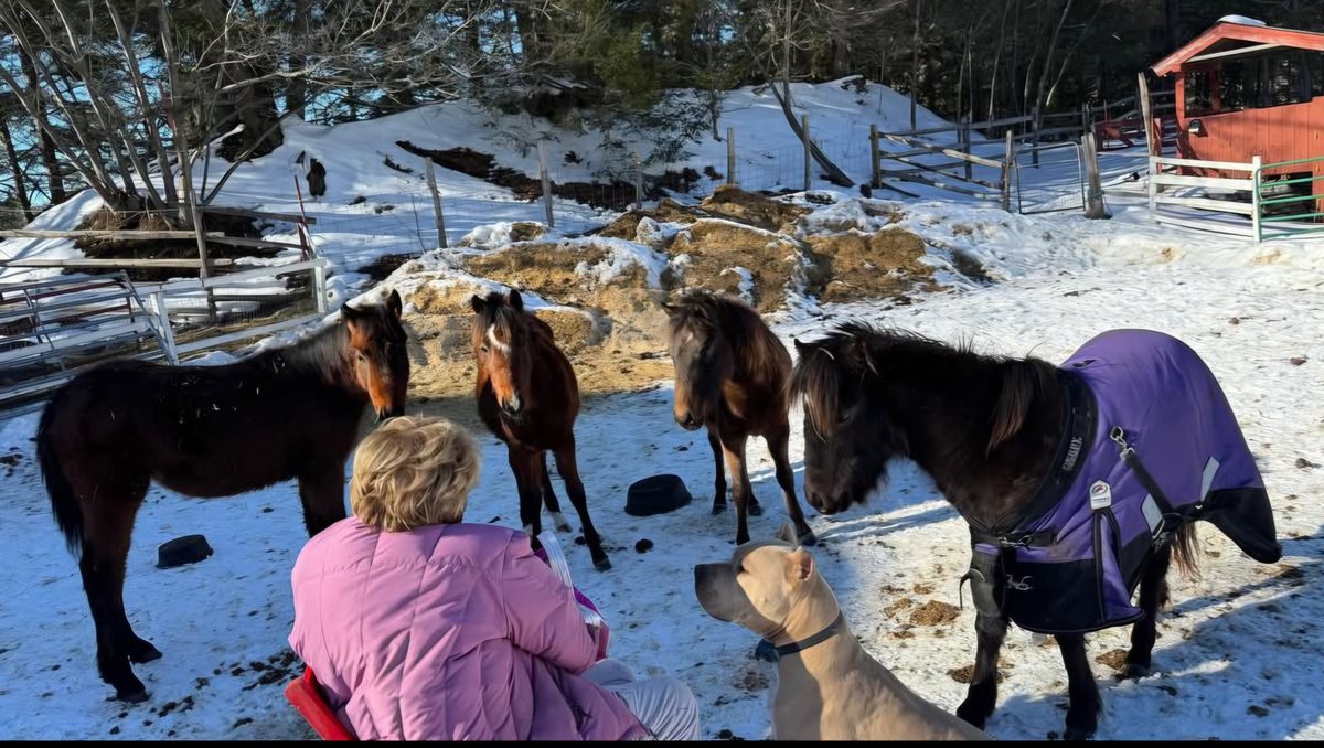 GerdasEquineRescue tweet media