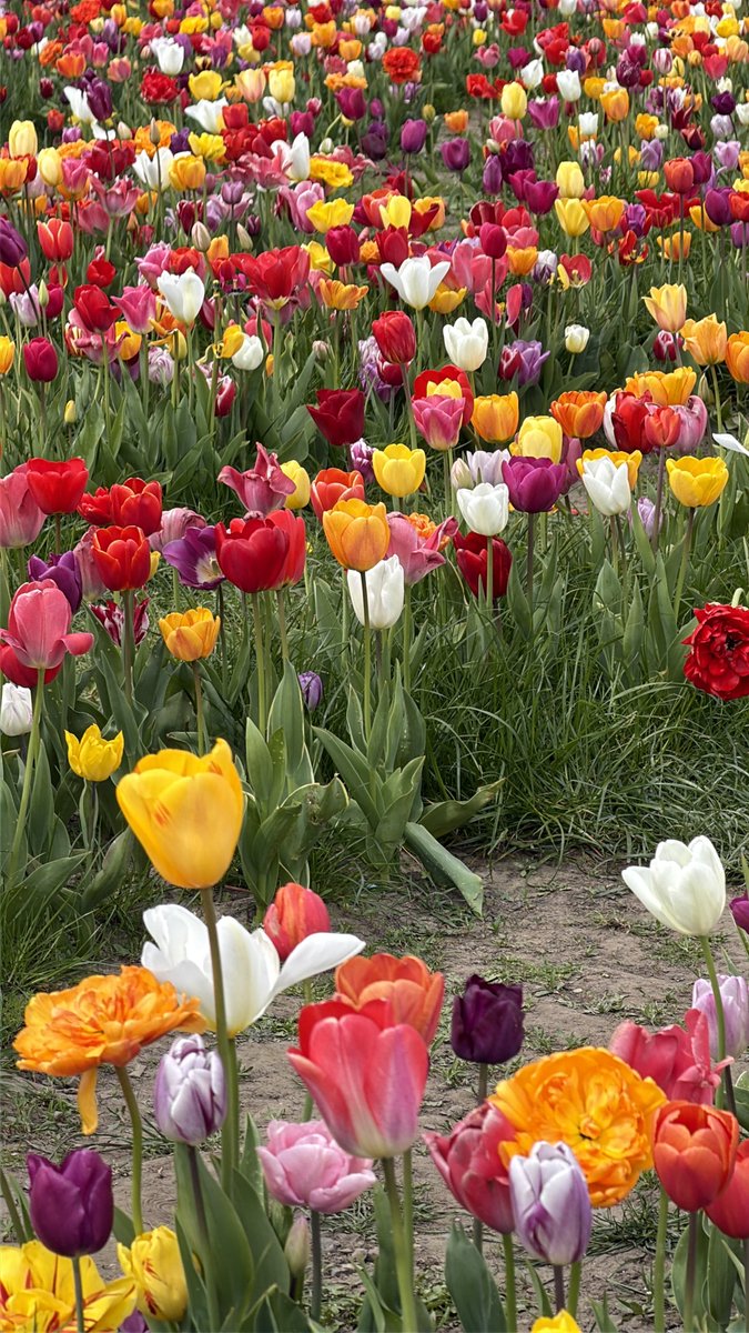 India Express tweet media