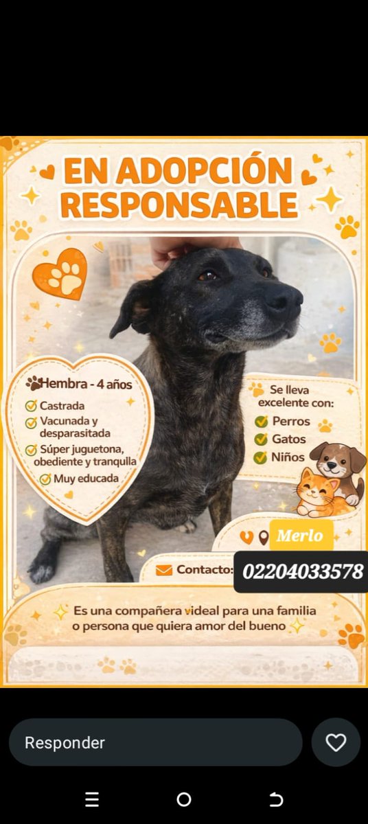 Ye94316774's tweet photo. 🐾 BUSCAN HOGAR
Ellos no eligieron estar en la calle. Yo ya hice mi parte: rescatarlos, cuidarlos y darles una oportunidad.
Ahora necesitan un hogar definitivo.
✨ Son buenos y cariñosos
Busco personas responsables, con compromiso real.
📍 Merlo
Ayúdame a difundir 🙏 https://t.co/L38YXLd2dO