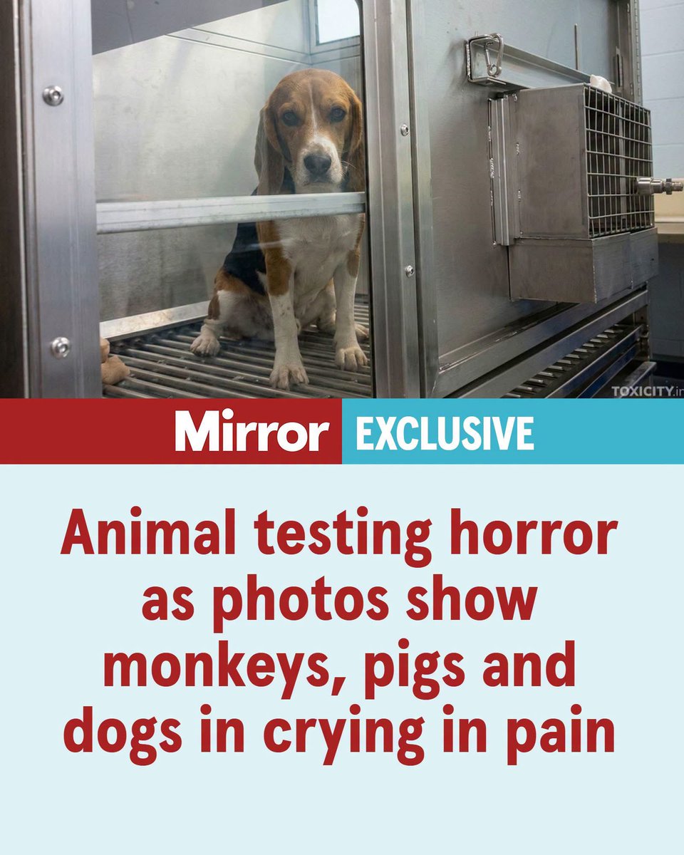Harrowing scenes of animals screaming in agony have been caught on camera revealing the hidden reality of testing in UK labs, say campaigners. 🚨

Footage was filmed by a worker at two testing plants and shows beagles, primates, mini-pigs, rats and rabbits enduring enormous