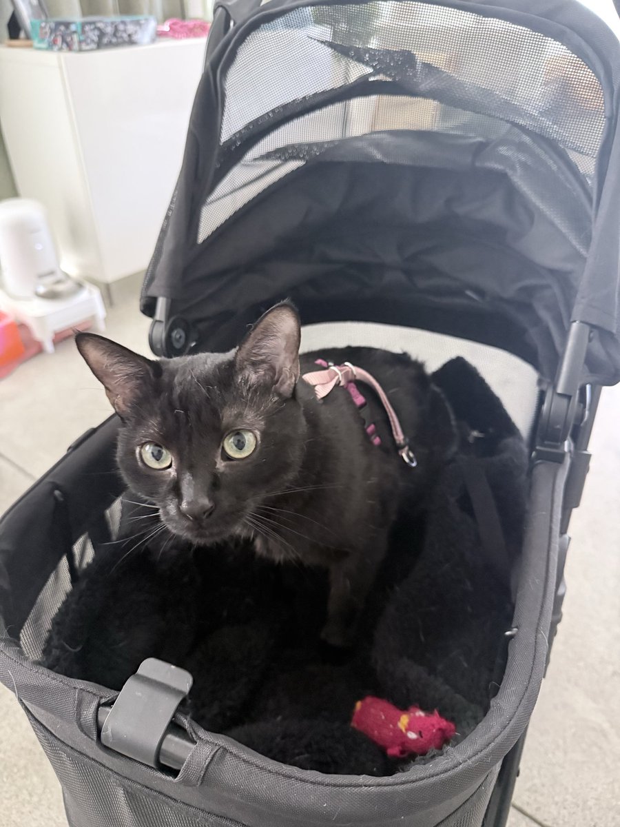 だいち tweet media