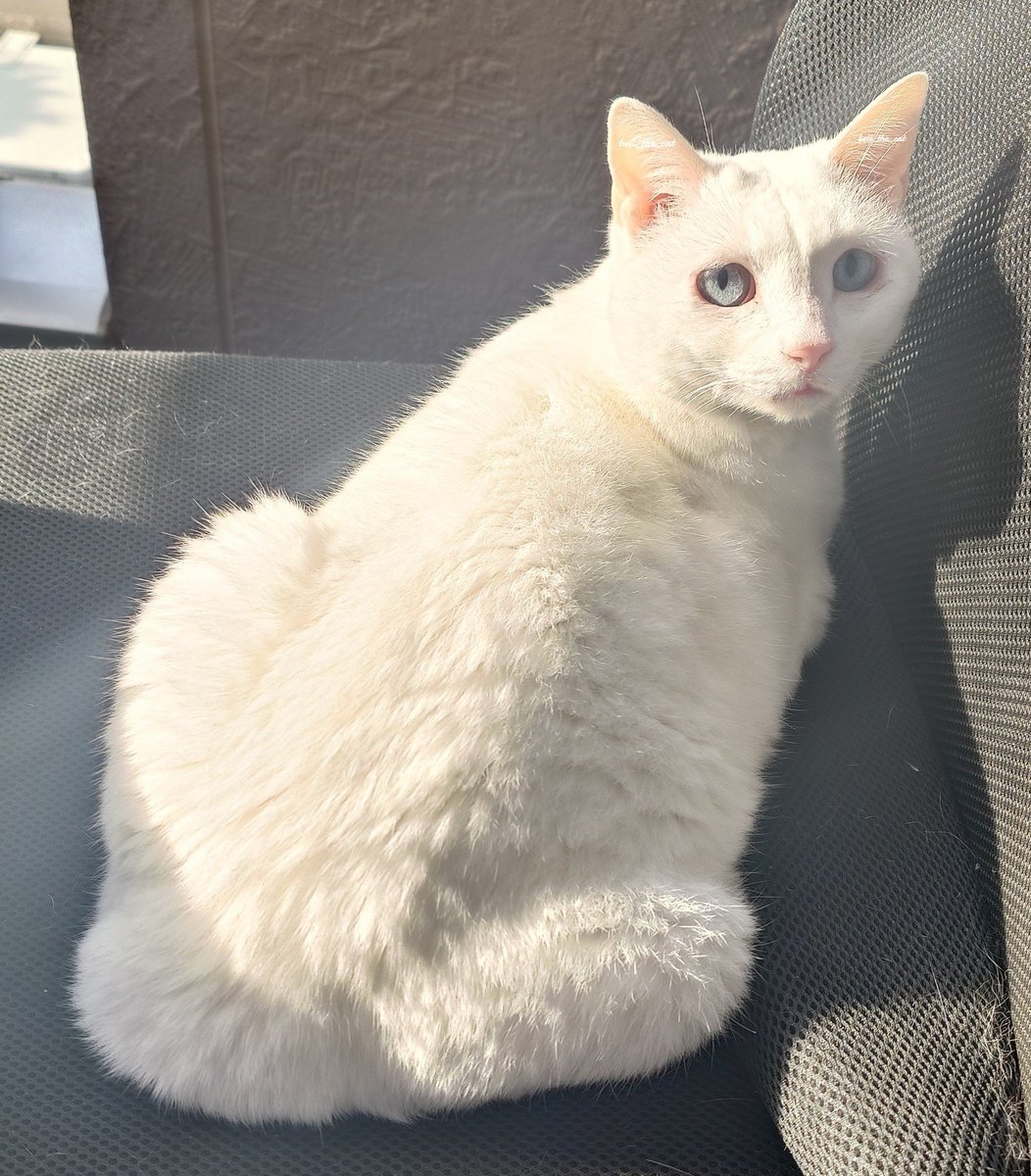 鈴猫🐾_すずねこ_bell_the_cat tweet media