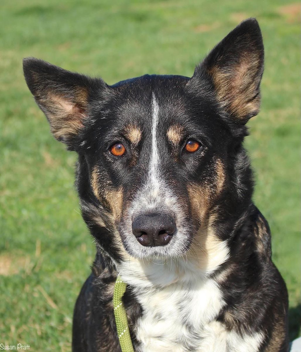 Sunday, April 19, 2026

PLEASE🙏 share for:

Friends of Bedford County Animal Shelter
1307 Falling Creek Road
Bedford, VA  24523

(540) 586-7690

Written by a family member of Halo’s🐾🐾 deceased human. She saw that Halo🐾🐾 ended up at the shelter and wanted to explain her
