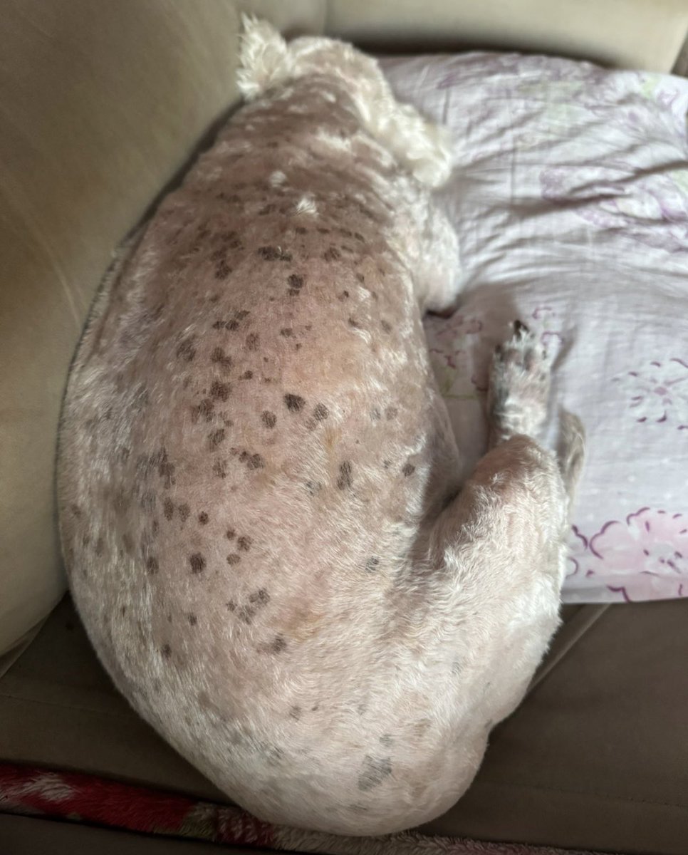 Estou vivendo um momento muito difícil… dor, solidão, preconceito, problemas familiares, dificuldades financeiras… e agora meu cãozinho doente. Parece que tudo caiu sobre mim ao mesmo tempo.
Tem horas que falta força e penso em desistir de tudo, até do tratamento 🥹