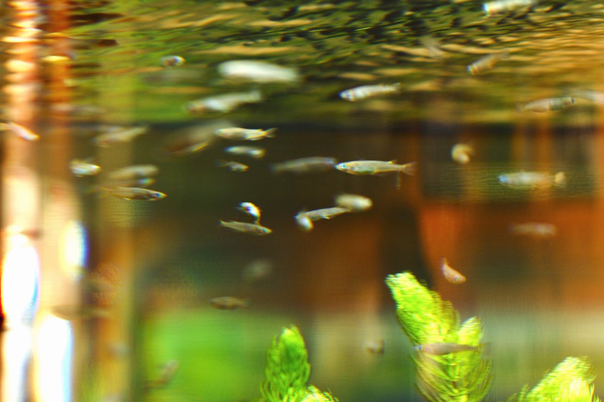 ochoro1's tweet photo. お題をありがとうございます。
金魚ではなくメダカ。
我が家のメダカ：エビの数が
5：5→3：約30 になってしまった🦐
 #朝活書写 https://t.co/zThMDz5c1T