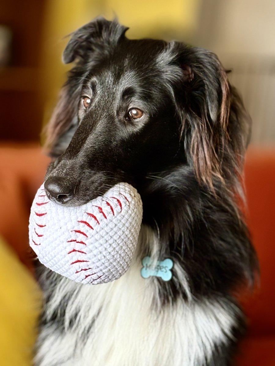 WilmaBenton19's tweet image. Put me in, coach! ⚾️ 🧢
#dogsofx #dogsoftwitter