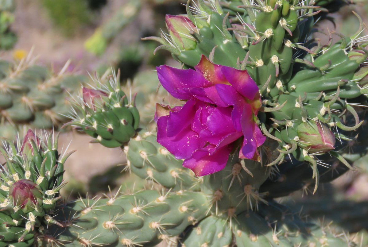 Robert P. Rowley tweet media