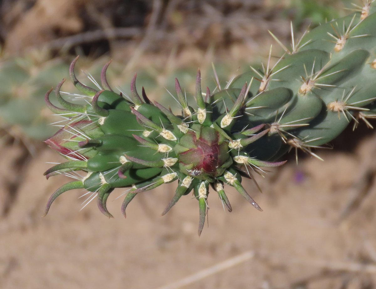 Robert P. Rowley tweet media