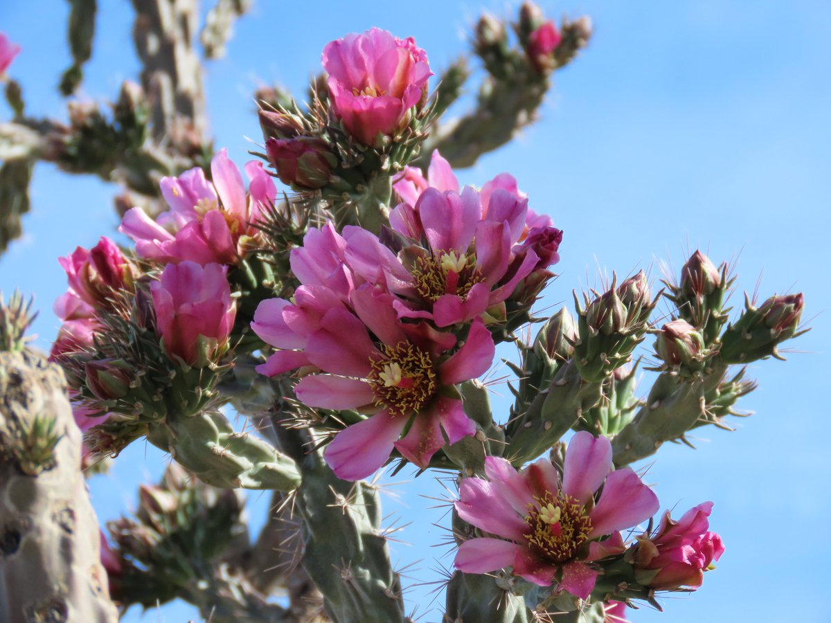 Robert P. Rowley tweet media