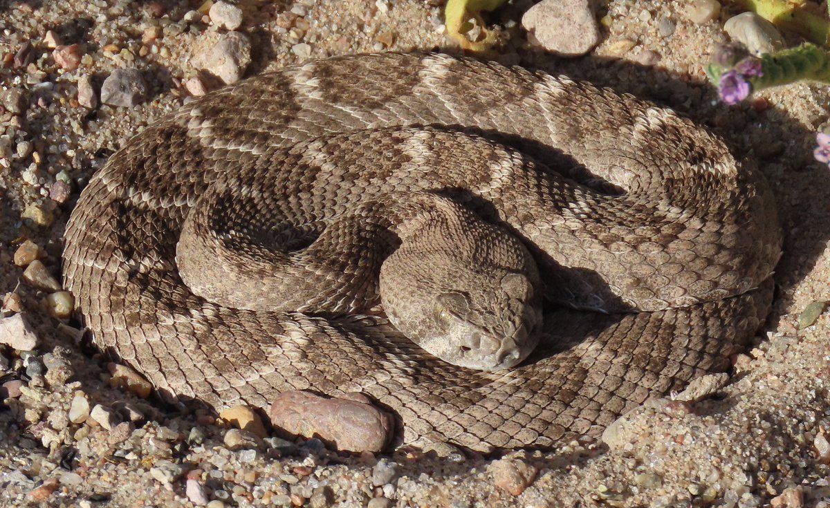 Robert P. Rowley tweet media