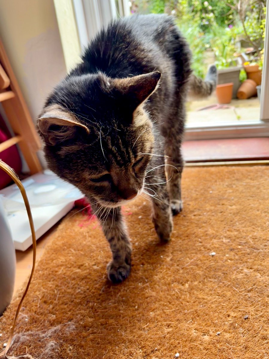 Bencat90866404's tweet image. We spent all afternoon in the Magic Garden as the sun came out. Time for rest now though. Goodnight friends, sleep well💤💤
🐾paw-waves🐾 purrs😽 &amp;amp; hugs🤗 for mews all💕
#CatsOnX #KindnessMatters #BeKindAlways❤️