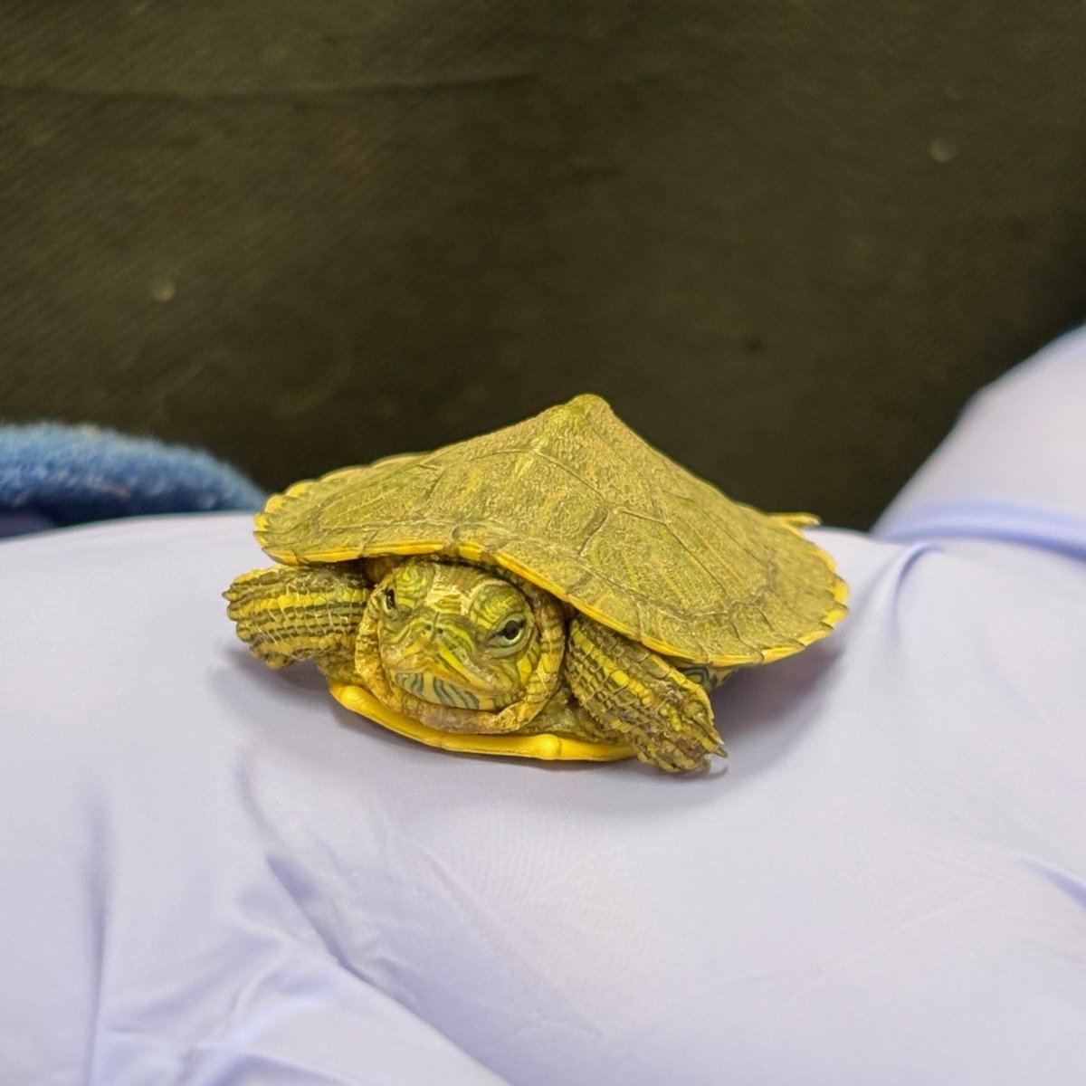 No bigger than a quarter, this tiny turtle came into our care battling an upper respiratory infection. Our wildlife team is monitoring his progress and providing treatment to support his recovery. Moments like this reflect our commitment to caring for wildlife of every size. 🐢