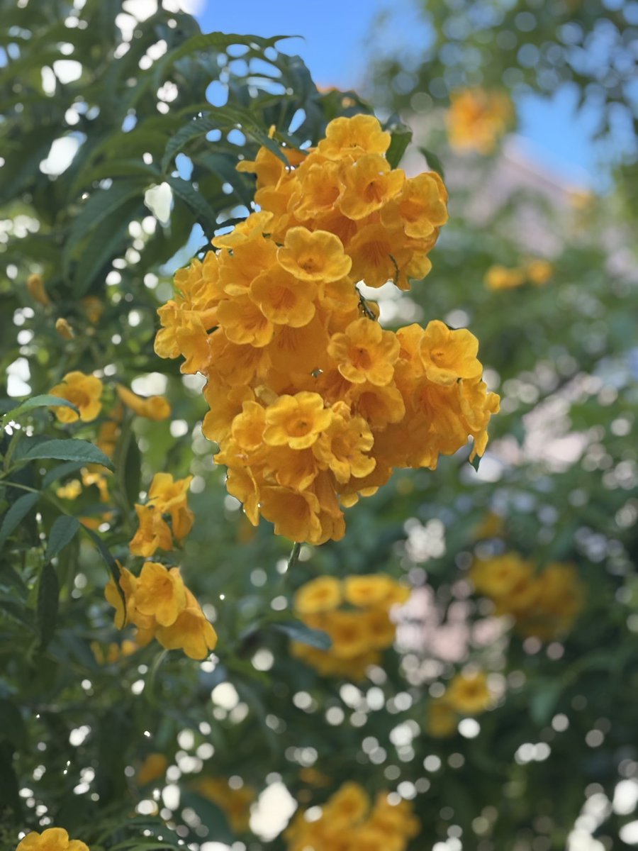 rosalua. tweet media