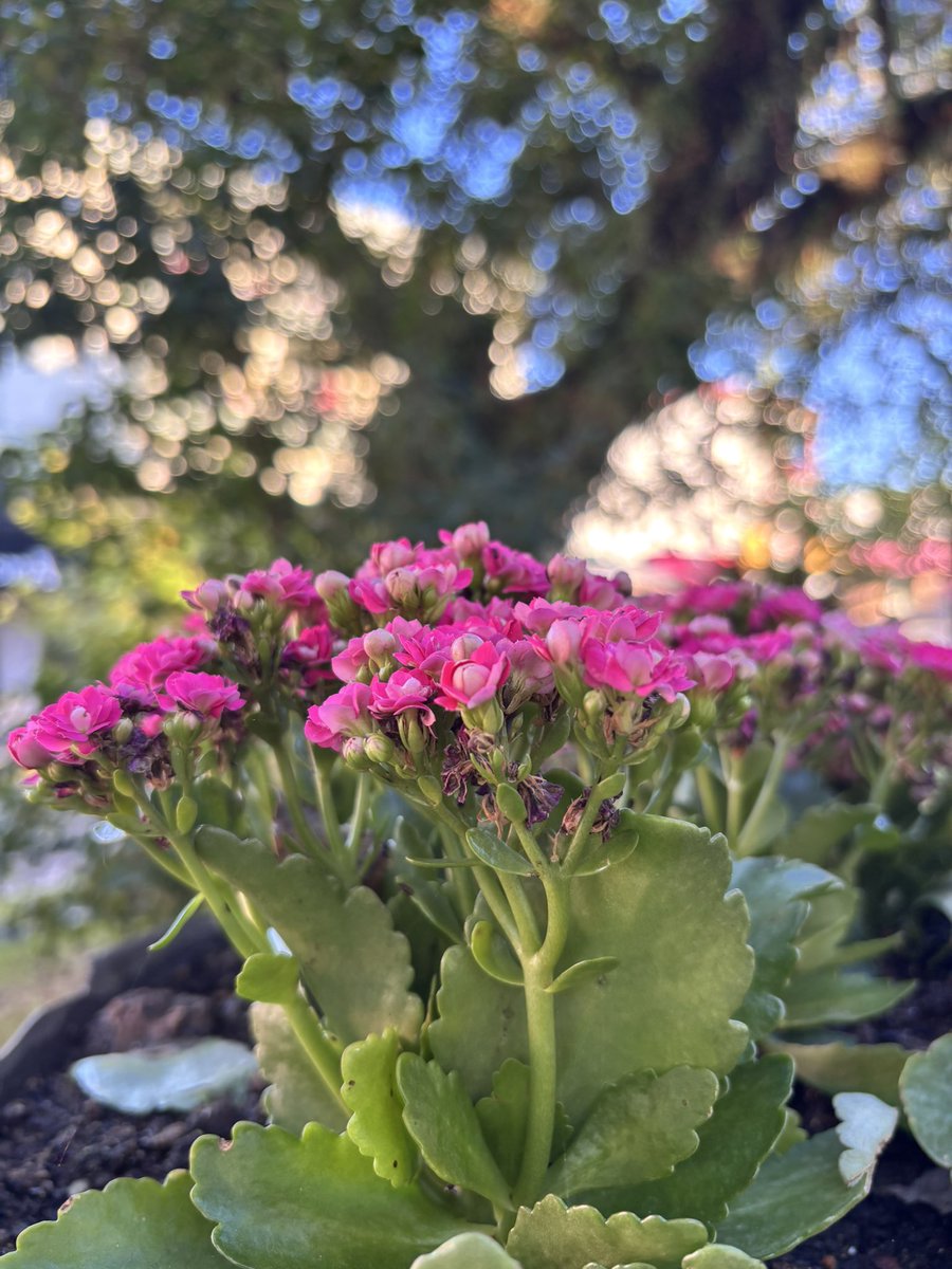 rosalua. tweet media