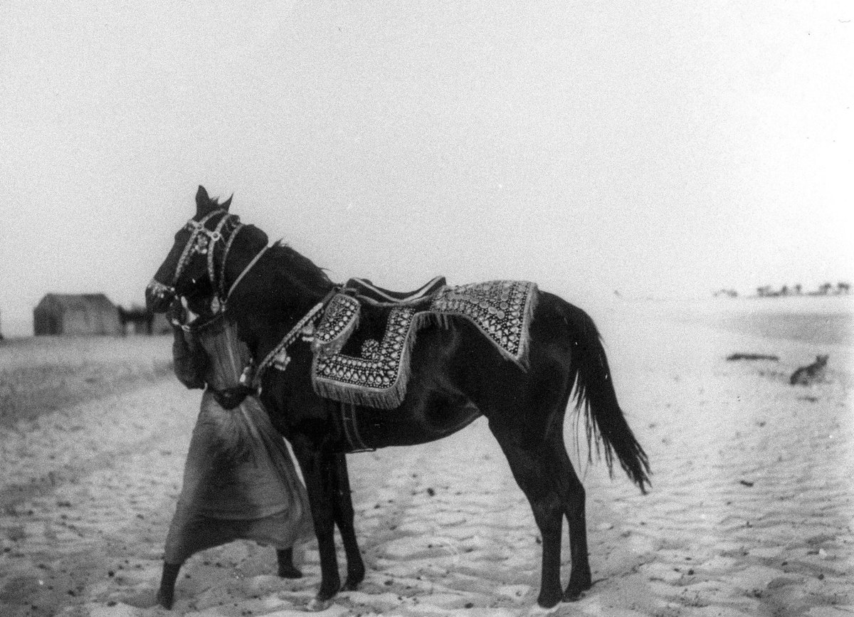 حمد المرر tweet media