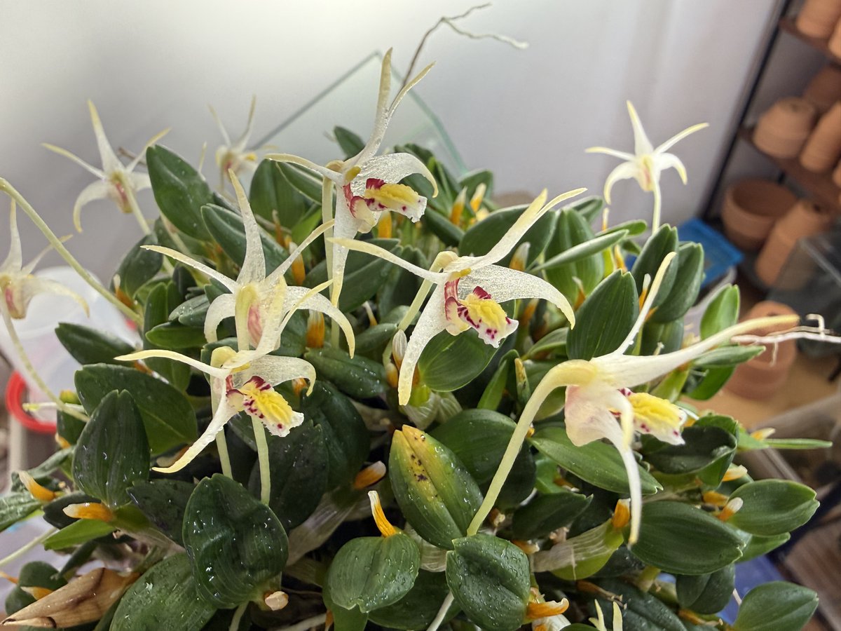 もにやん tweet media