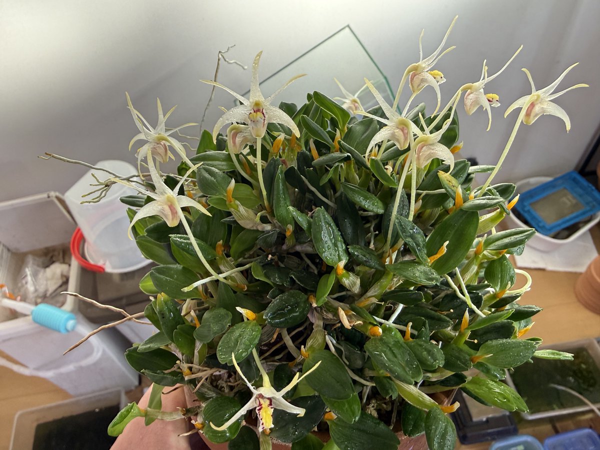 もにやん tweet media