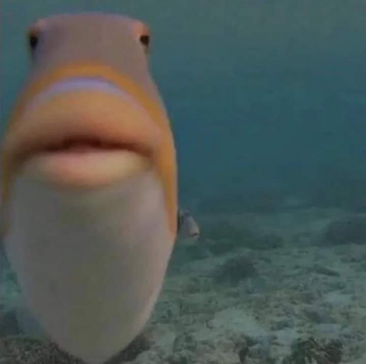 Koa 👹👹👹 tweet media