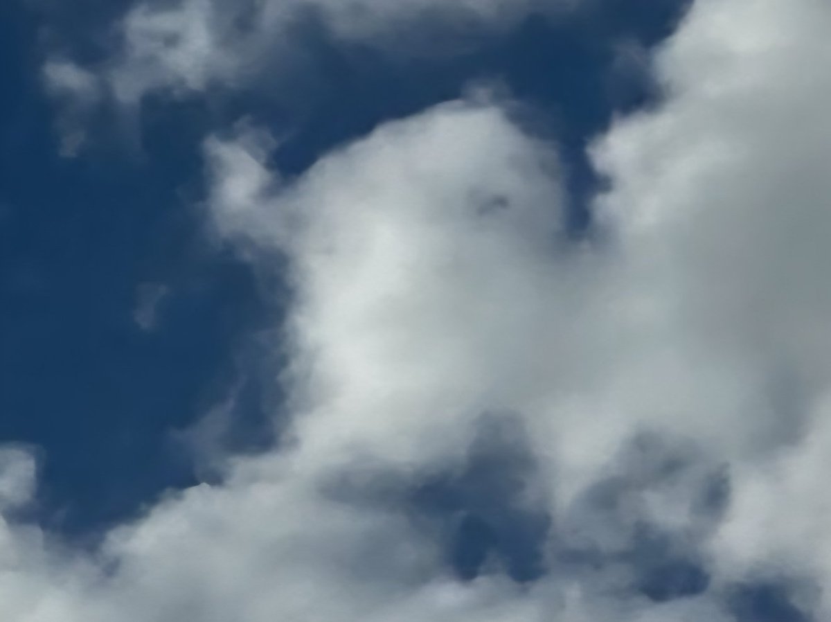 Koa 👹👹👹 tweet media