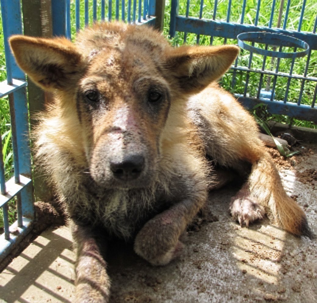 fukushiyamesagi's tweet photo. 🆘緊急🆘#収容犬
公表期限4/20(月)
4/9(木)茨城県小美玉市柴高
茶♀雑種犬
📲茨城県動物指導センター🙇🏻‍♂️
迷い犬/迷子犬/保護犬/ミックス犬/犬/イヌ/いぬ/茶白/鉾田市/茨城町/笠間市/石岡市/石岡/羽鳥/素鵞神社/らぁ麺鬼滅の桜/納豆博物館/小美玉温泉湯〜GO/ポケットファームどきどき/おみたまヨーグルト

🚨「メス」「体格/中」「首輪/無」とされる、茶色(或いは茶白、白茶)の犬が収容されています‼
🚨️飼い主様、関係者様は大至急お迎えをお願いいたします🙏🏻
🚨収容犬にお心当たりのある方は大至急センター迄ご連絡をお願いいたします📲🙇🏻‍♂️

♦️公表期限後も収容継続中���動物達は、センターHP『収容中の動物たち』よりご確認ください🙏🏻(※ センター登録の団体様やボランティア様により引き出されている場合や、期限後に飼い主様のお迎えがあった場合は掲載されません。迷子探しでご不明な点はセンター迄お問い合わせください🙇🏻‍♂️)⏩https://t.co/bL237Y3DZd

※センターへのご連絡は迷子探しのご用件のみでお願いいたします🙏🏻

🟢センター収容の動物は公示満了(公表期限)後、センター登録の団体様、ボランティア様経由で里親様になれます🏡🐕🐈‍⬛🍀✨

♦️人慣れしていない子でも、ボランティア様や団体様に引き出され、お家で家族として暮らす為の訓練をしている子達もいます🐕🐈‍⬛

♦️シェルターや預かり様の所で1頭分のスペースが空けば、また1頭引き出せます。

『chie_kudo1122(セン���ー登録個人ボランティア)』様Instagram

⏩https://t.co/KV34XZlERR

◎公示に��、種類『雑種』毛色『茶』* 性別『メス』体格『中』首輪『無』** と記載されています🐕

＊毛色・毛柄等の認識・表現は個人の感覚等により異なる為、収容中の犬が公示記載毛色の「茶」としてではなく、茶白、白茶、或いは赤犬等として捜索されている可能性もあります。また公示掲載画像は撮影・再生条件、被毛・皮膚の濡れ・汚れ等により色合いが違って見える場合があります。詳細はセンター迄お問い合わせください📲🙇🏻‍♂️

＊＊首輪・ハーネス等は放浪中に外れた可能性もあり、収容時に首輪がなくても首輪の跡が残っている場合もあります。詳細はセンター迄お問い合わせください📲🙏🏻

⚠️公示には、傷病等の有無・状態、収容状況等についての記載はありませんが、掲載画像からは皮膚の状態が良くないように見えます。詳細はセンター迄お問い合わせください📲🙇🏻‍♂️

◎迷子動物は市区町村境・都県境等を越境して収容される場合もあります。

◎公示に記載がなく、掲載画像からも不明な収容動物の特徴等についてはセンター迄お問い合わせください📲🙏🏻

◎収容動物は長毛、傷病、或いは興奮等により、性別の確認が困難な場合があり、公示記載の性別が後日訂正される可能性もあります。詳細な情報はセンター迄お問い合わせください📲🙇🏻‍♂️

◎収容動物は長期放浪等の影響による容姿の変化、或いは首輪等の脱落、色柄・形状等の経年劣化、放浪中の他者による装着等の可能性があります。公示に掲載画像がある場合でも、撮影・再生条件、被毛・皮膚の濡れ・汚れ・傷病等により動物の目の色や毛柄等の特徴、或いは経年劣化等により首輪等の色柄・形状等が逸走当時とは違って見える可能性があります。公示記載情報、或いは掲載画像からの印象と、動物の逸走当時の容姿、装着・着用物との多少の差異に拘らず、センターでのご確認をお願いいたします🙏🏻

保健医療部動物指導センター保護指導課
〒309-1606 茨城県笠間市日沢47
電話番号：0296-72-1200
FAX番号：0296-72-2271
平日8：30～17：15(土日祝祭日を除く)

センターが保護している犬猫 
⏩https://t.co/1YMcEStlt1

収容中の動物たち
⏩https://t.co/bL237Y3DZd

動物指導センターの紹介
⏩https://t.co/UYpwIhJo2i

26-0029
