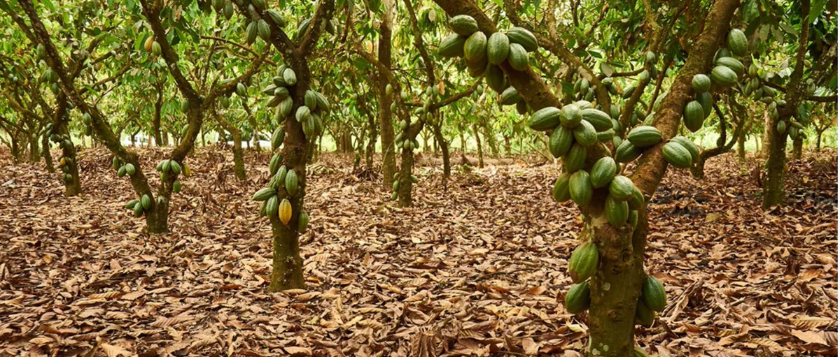 DimitraRoland's tweet image. Make compliance a culture, not a last-minute task. 🌱

Cocoa &amp;amp; coffee farmers can embed traceability, deforestation-free production &amp;amp; verified data into everyday operations - no need to wait for #EUDR.

With Dimitra, build trust, prove sustainability &amp;amp; secure market access.
#DMTR