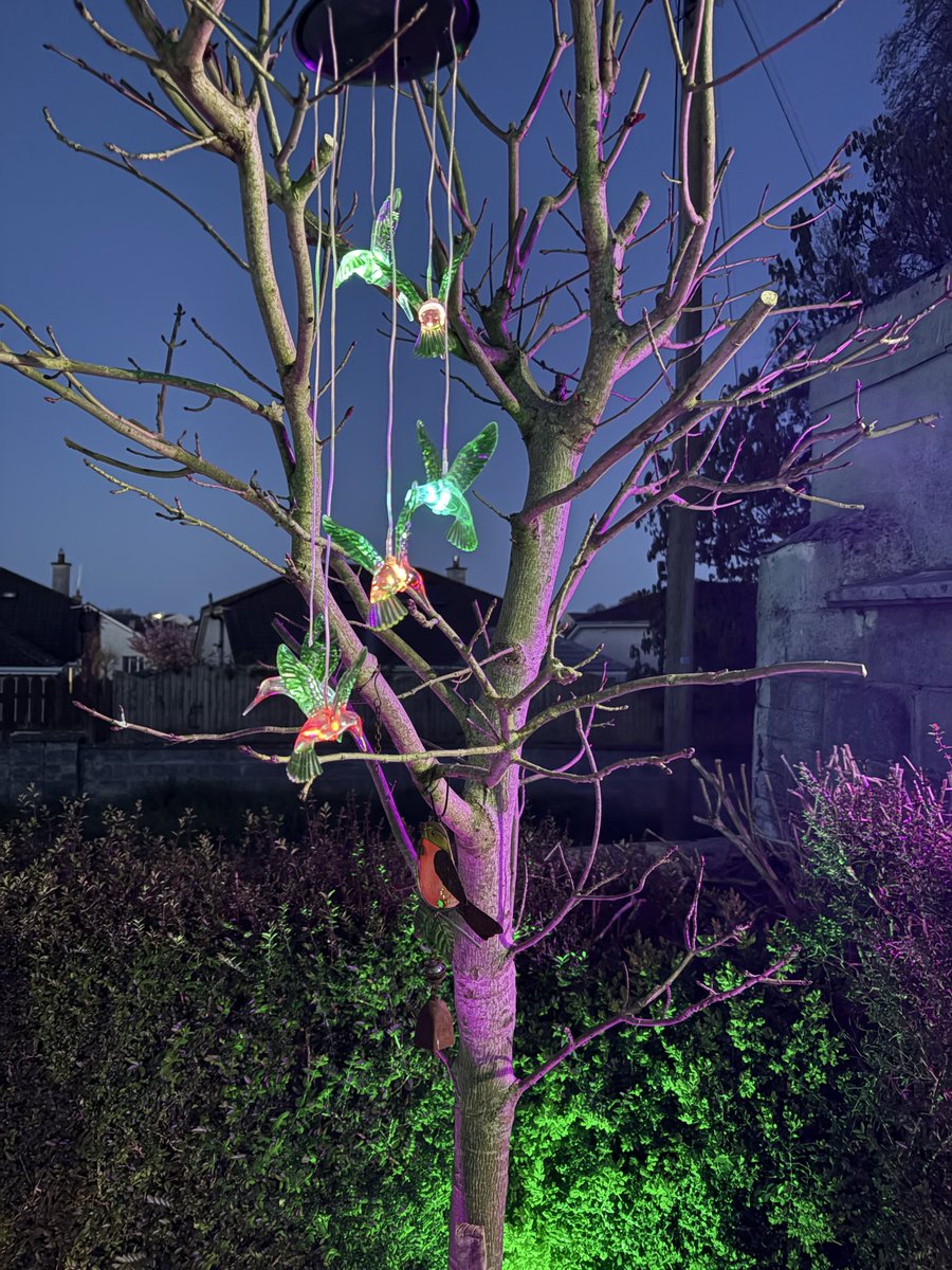 WHMyPerspective's tweet image. Found these guys in the shed to, can’t remember buying them.

#solar #garden #solargarden