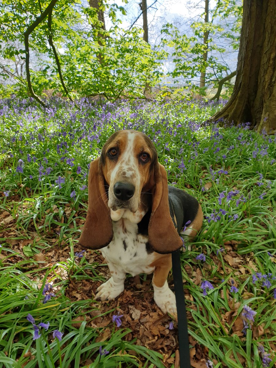 RubyMonster's tweet photo. An Old Spring Pic of Lou sitting in the Bluebells https://t.co/7WLpyyQGS4