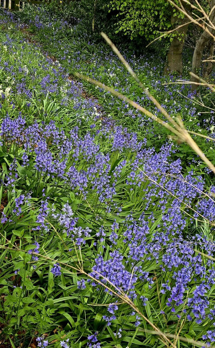 Deb hall tweet media