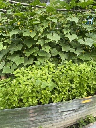 𝐇𝐞𝐫𝐞𝐝𝐢𝐭𝐚𝐭𝐞𝐦 𝐑𝐞𝐛𝐞𝐥𝐥𝐢𝐨 tweet media