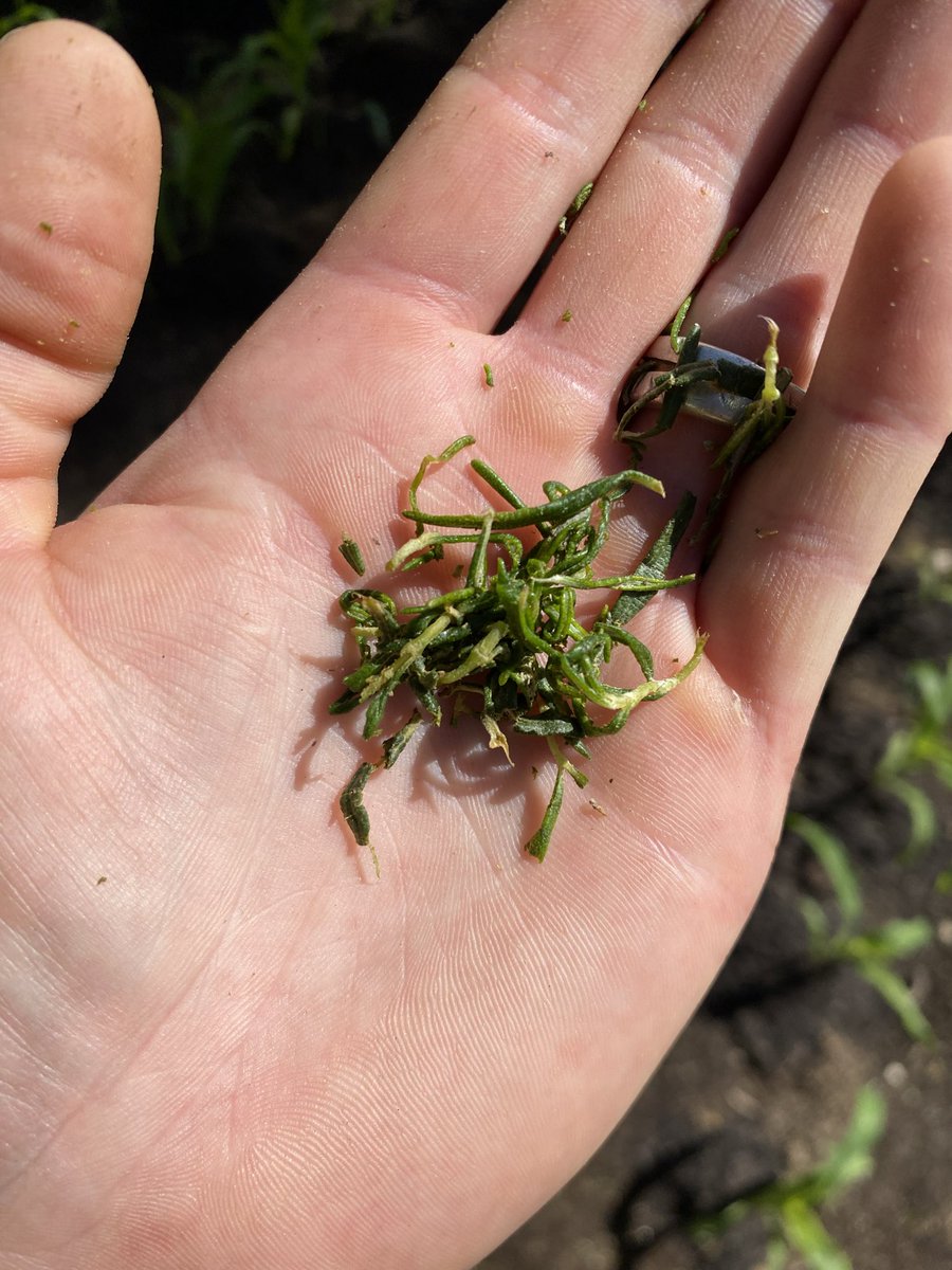 𝐇𝐞𝐫𝐞𝐝𝐢𝐭𝐚𝐭𝐞𝐦 𝐑𝐞𝐛𝐞𝐥𝐥𝐢𝐨 tweet media