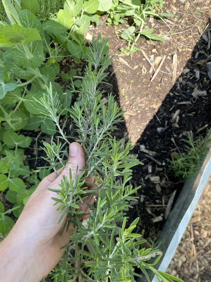 𝐇𝐞𝐫𝐞𝐝𝐢𝐭𝐚𝐭𝐞𝐦 𝐑𝐞𝐛𝐞𝐥𝐥𝐢𝐨 tweet media