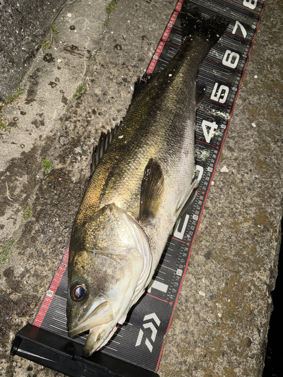 yo-shiよし tweet media