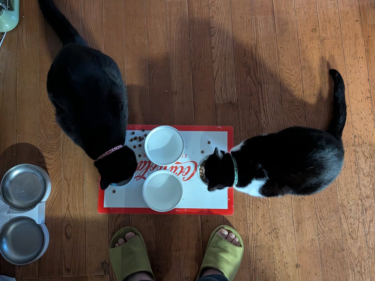 アコ吉 tweet media