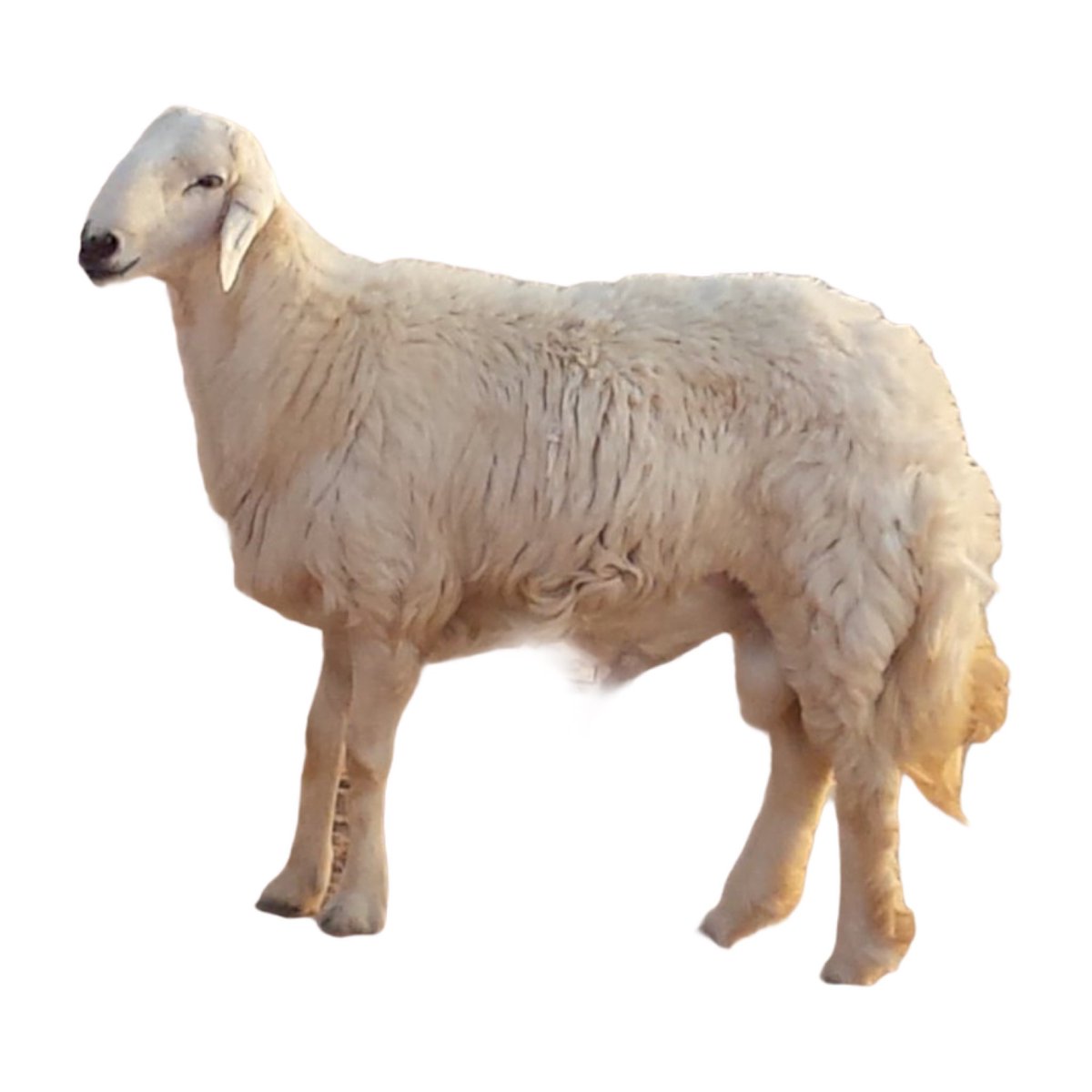 فهد الأحمدي 🆇 tweet media